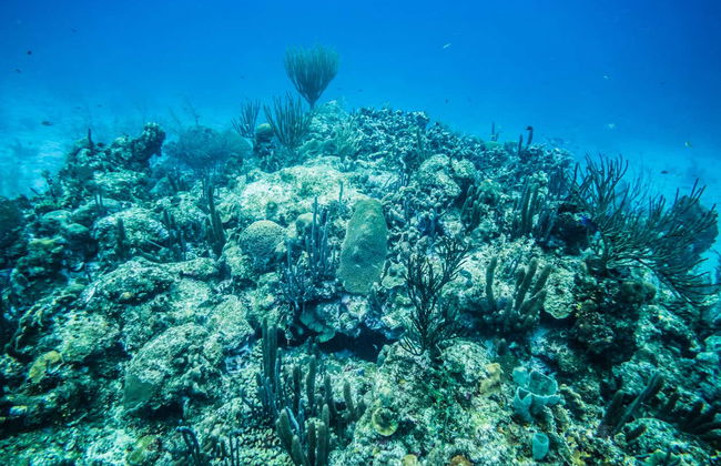 Snorkel en San Andrés - Foto 7