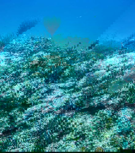 Foto de Snorkel en San Andrés