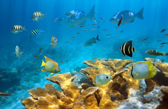 Batismo de mergulho em San Andrés - Foto 1