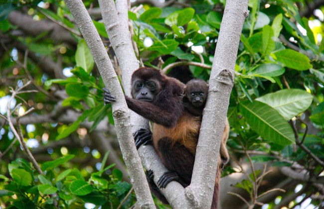 Excursión a la isla de Ometepe - Foto 4