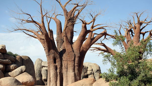 Excursion à Valence + Bioparc - Photo 5