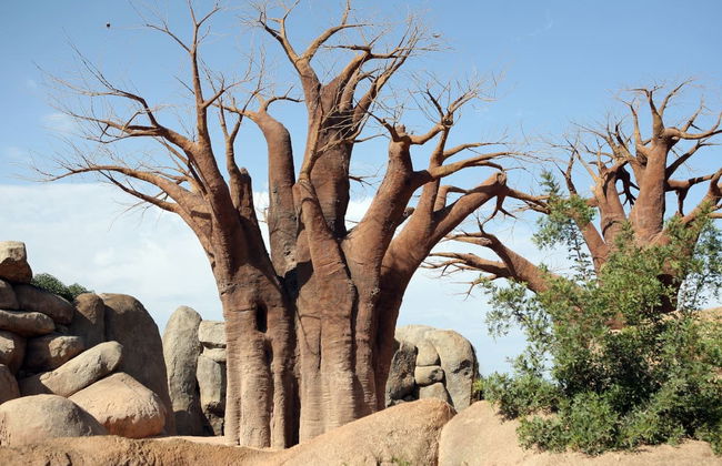 Escursione a Valencia + Bioparc - Foto 7