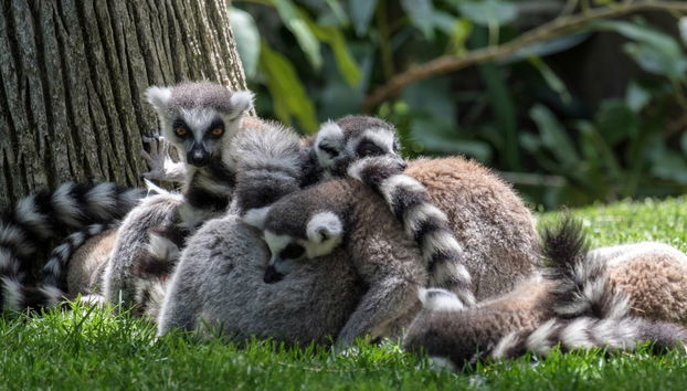 Excursion à Valence + Bioparc - Photo 3