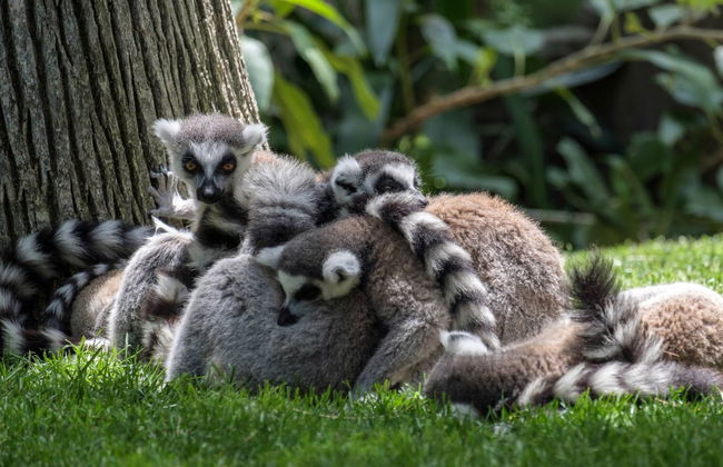 Escursione a Valencia + Bioparc - Foto 5