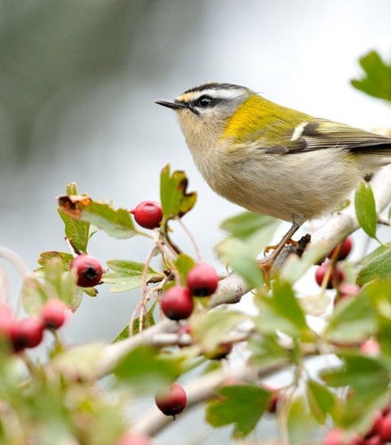 Foto de Senderismo por el Parque Natural do Alvão