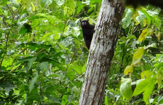 Escursione al santuario delle scimmie di Mocagua - Foto 2
