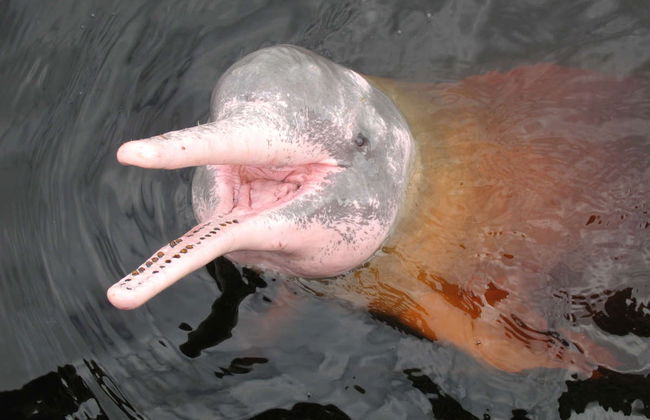 Escursione al santuario delle scimmie di Mocagua - Foto 7