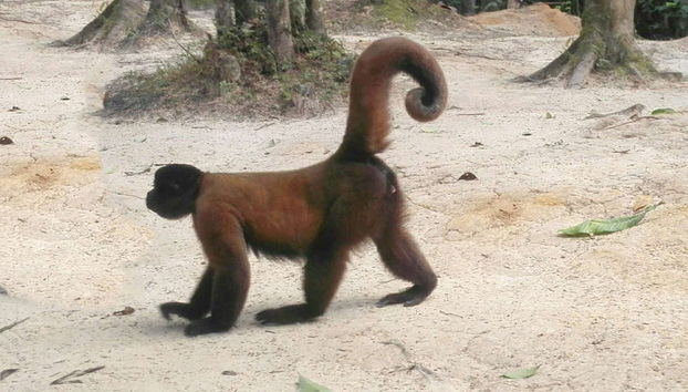 Escursione al santuario delle scimmie di Mocagua - Foto 2