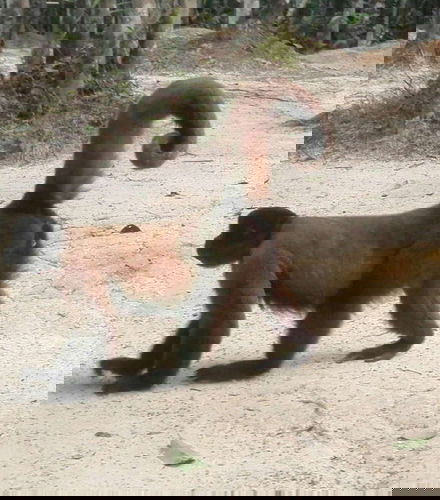 Foto - Excursão ao santuário de macacos de Mocagua