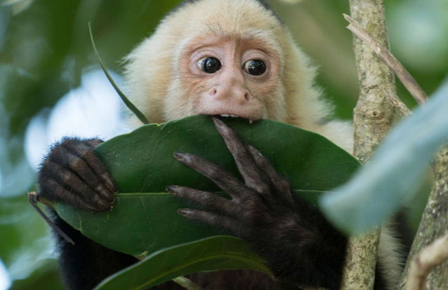 Escursione al santuario delle scimmie di Mocagua - Foto 1