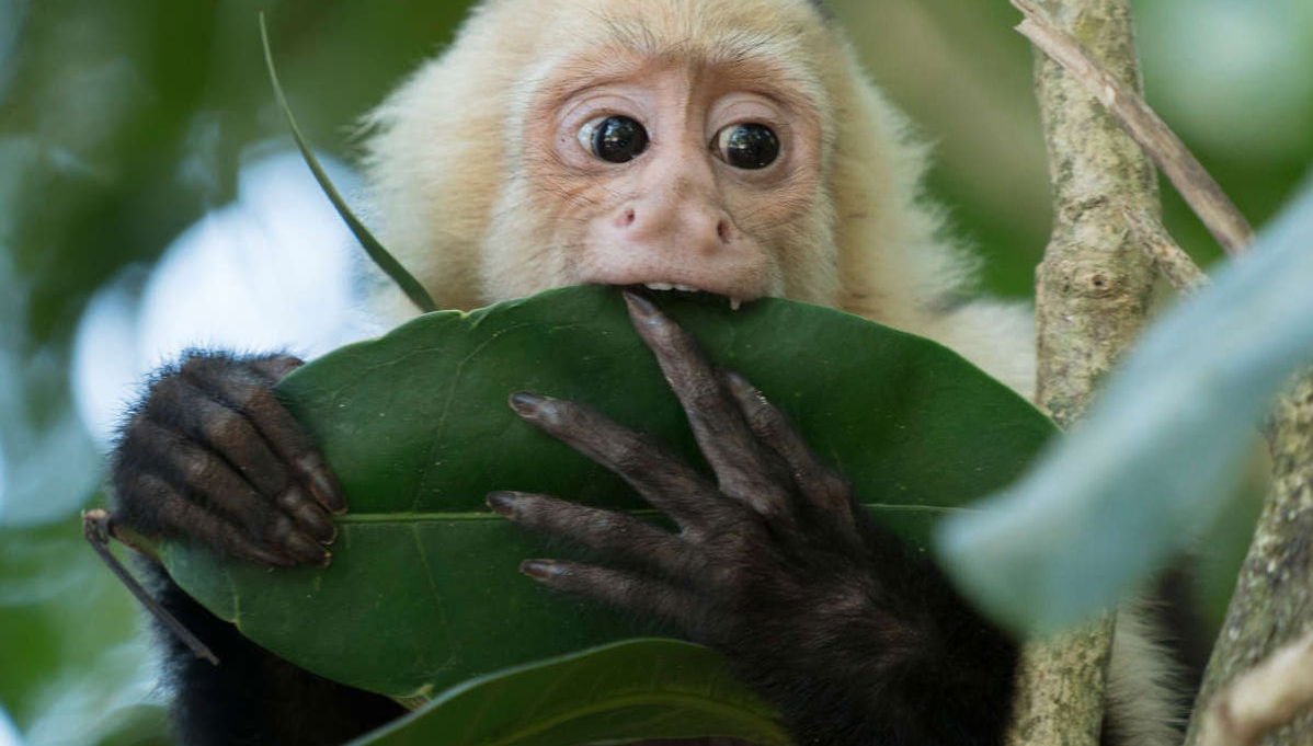 Escursione al santuario delle scimmie di Mocagua - Foto 1