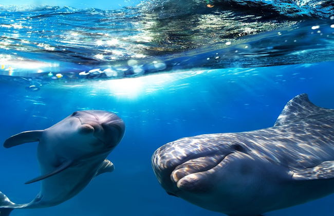 Avistamiento de delfines y ballenas en barco con fondo de cristal - Foto 3