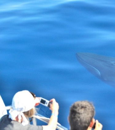 Foto - Avvistamento di cetacei a Puerto Rico