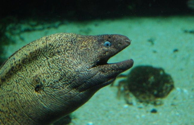 Buceo con tiburones en el Aquarium de Costa Teguise - Foto 5