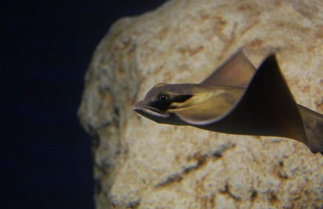 Buceo con tiburones en el Aquarium de Costa Teguise - Foto 7