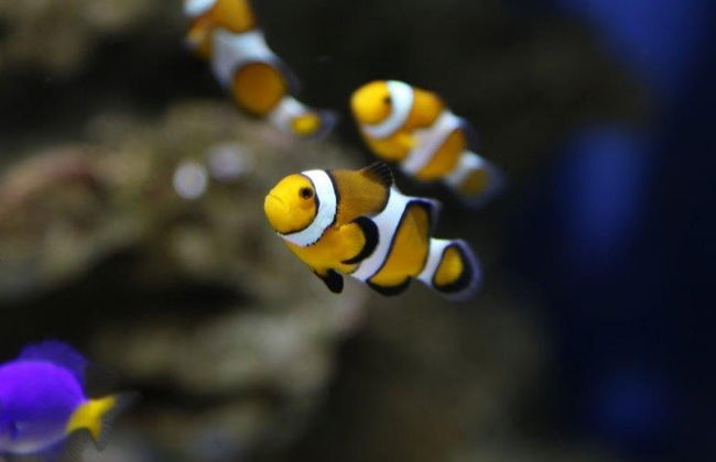 Buceo con tiburones en el Aquarium de Costa Teguise - Foto 6