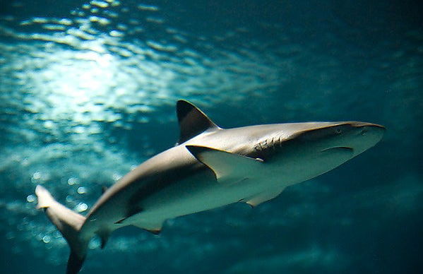 Buceo con tiburones en el Aquarium de Costa Teguise - Foto 2