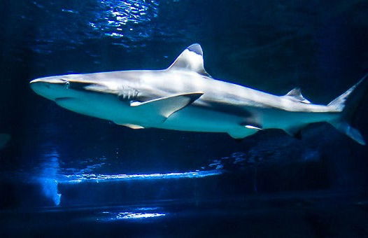 Buceo con tiburones en el Aquarium de Costa Teguise - Foto 8