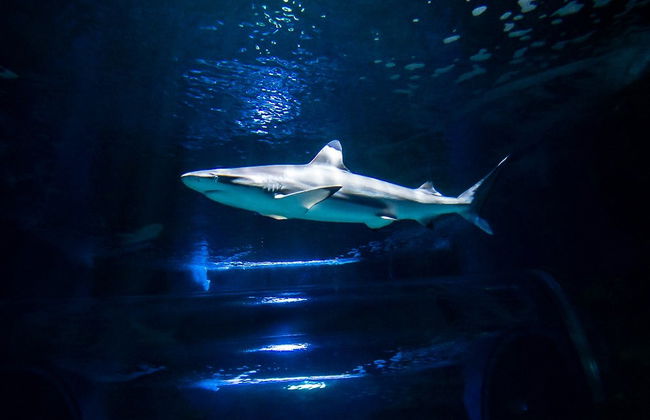 Buceo con tiburones en el Aquarium de Costa Teguise - Foto 4