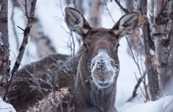 Senderismo por el Parque Nacional de Abisko - Foto 5