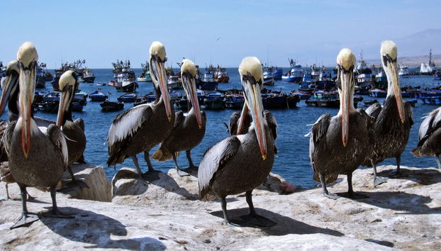 Excursion à Ilo - Photo 3