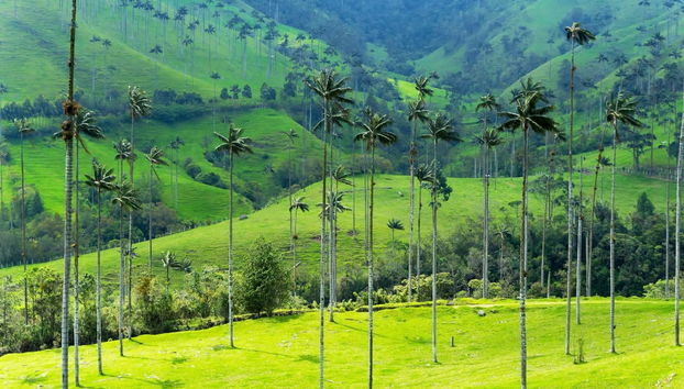 Excursion à Filandia, Salento et dans la vallée de Cocora - Photo 3