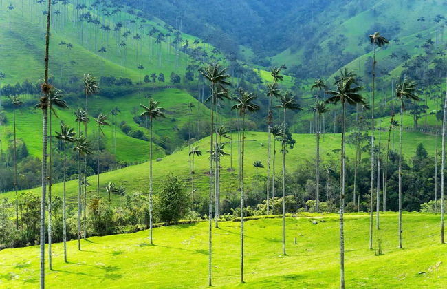 Filandia, Salento & Cocora Valley Day Trip - Photo 3