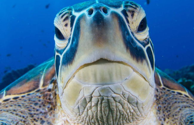 Plongée sous-marine à Gili Trawangan - Photo 6