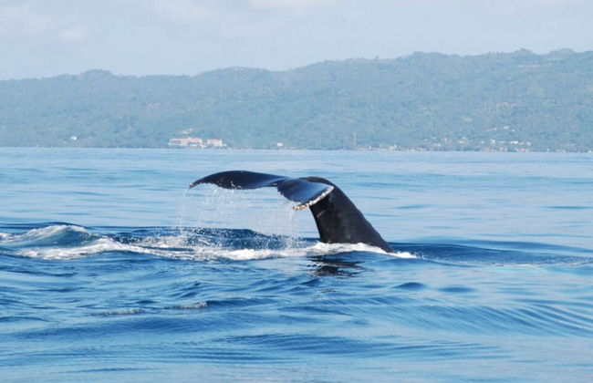 Observation de baleines à Samaná - Photo 4