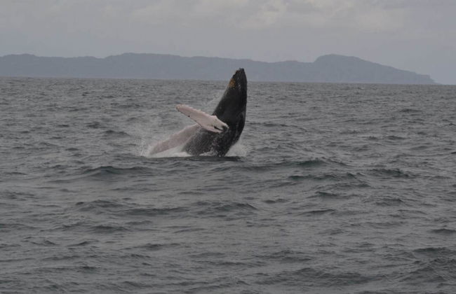 Observation de baleines à Samaná - Photo 5