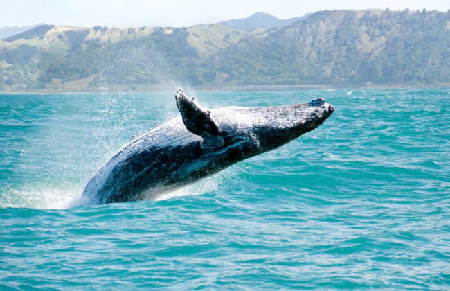 Observation de baleines à Samaná - Photo 2