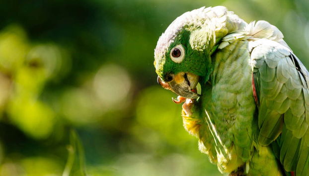 Trilha pelo Alto Shilcayo - Foto 2