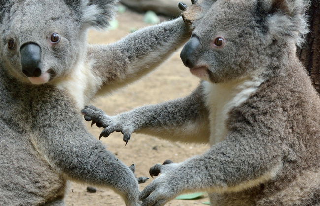Excursão ao Australia Zoo - Foto 2