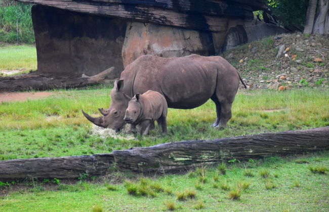 Australia Zoo Tour - Foto 1