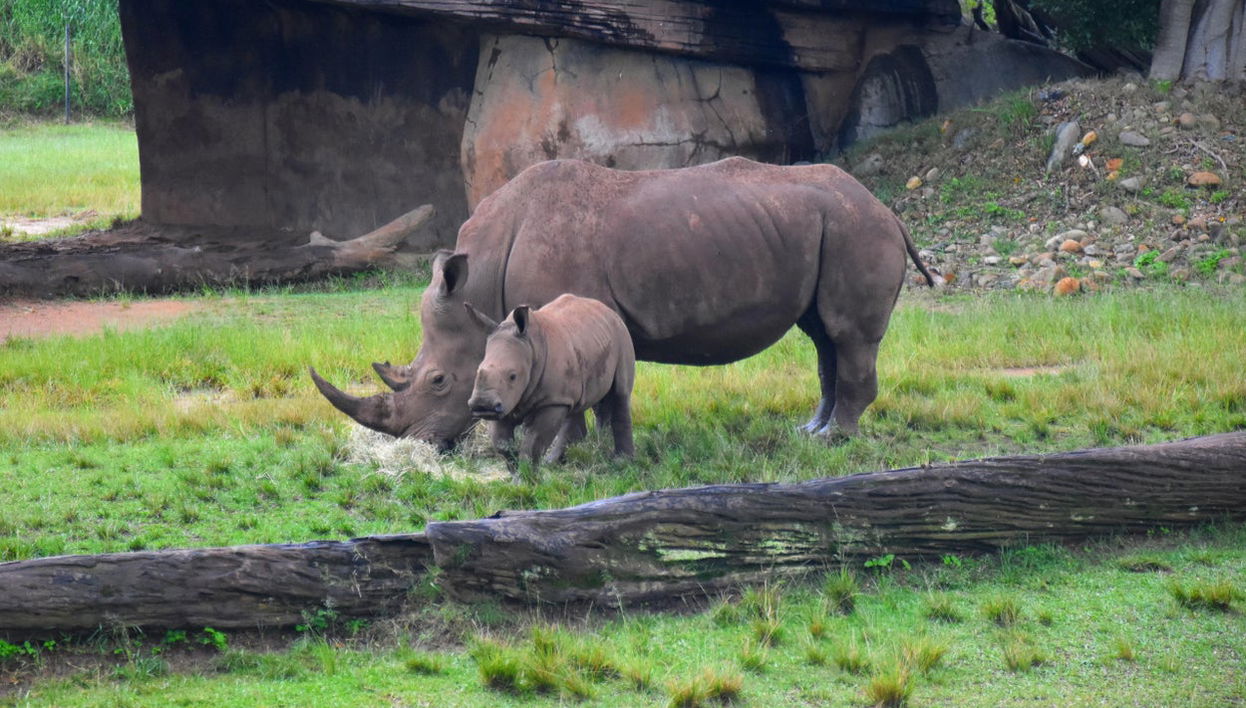 Australia Zoo Tour - Foto 1