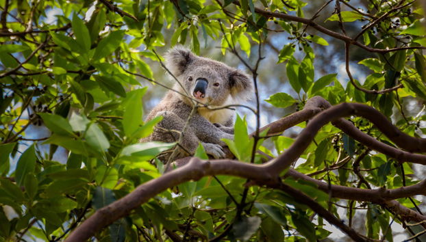 Australia Zoo Tour - Foto 5