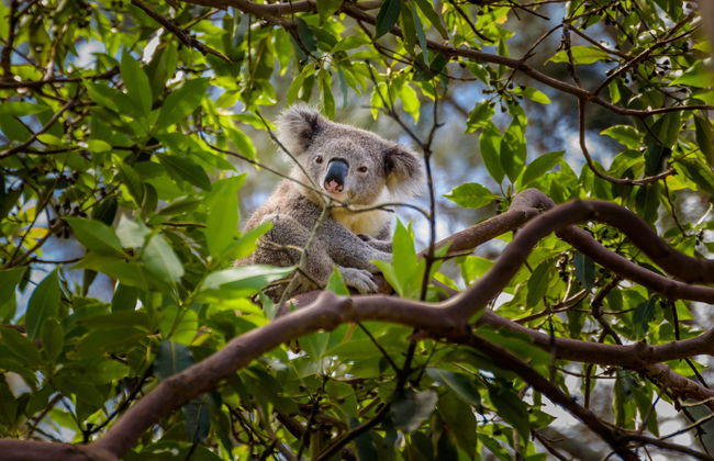 Australia Zoo Tour - Foto 5