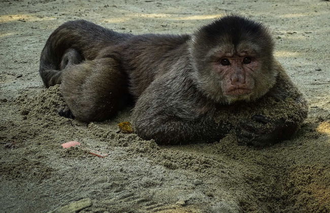 Excursión a Baeza y Puerto Misahuallí - Foto 6