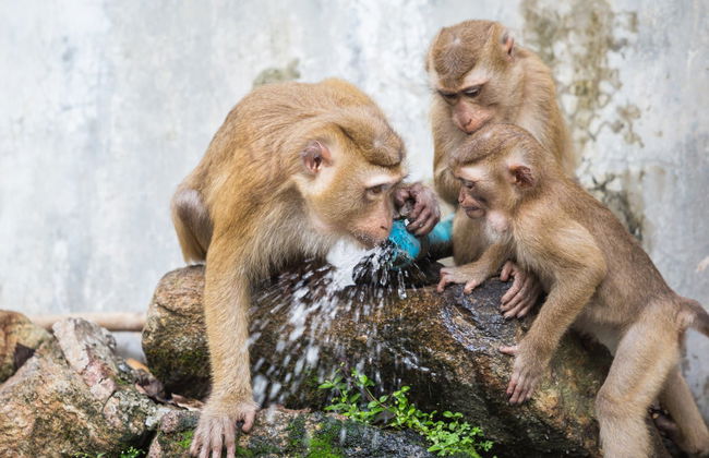 James Bond Island & Monkey Cave - Photo 6