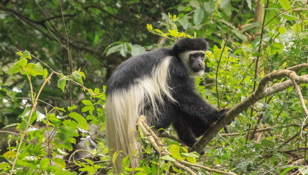 Mount Kilimanjaro Hike: 7 Days - Photo 3
