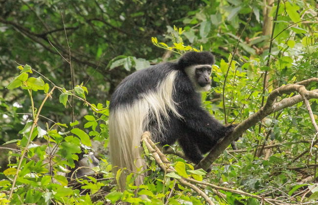 Route Marangu en 7 jours jusqu'au Kilimanjaro - Photo 3