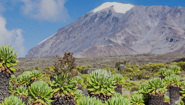 Mount Kilimanjaro Hike: 7 Days - Photo 4