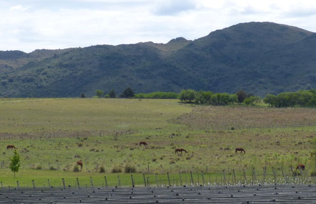 Excursión a las bodegas del Valle de Calamuchita - Foto 8