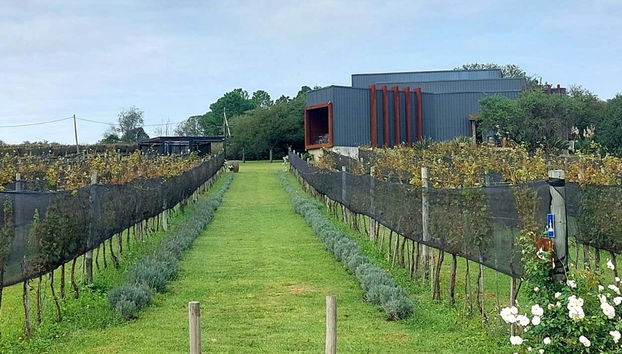 Excursión a las bodegas del Valle de Calamuchita - Foto 3