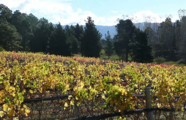 Excursión a las bodegas del Valle de Calamuchita - Foto 7