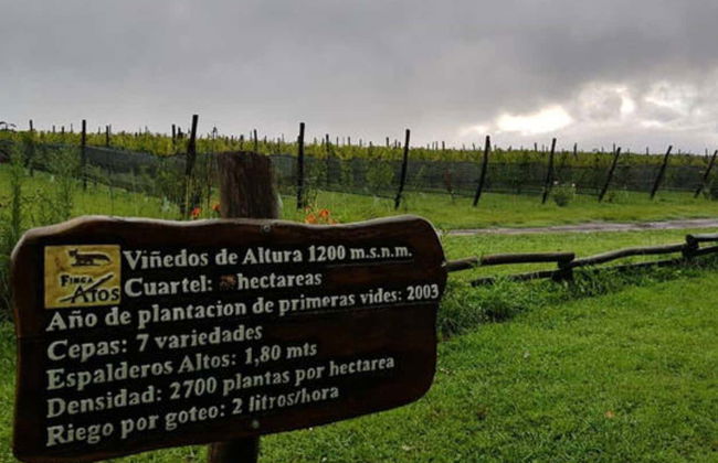 Excursión a las bodegas del Valle de Calamuchita - Foto 6