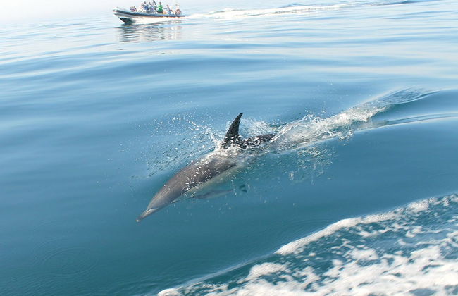 Dolphin Watching in Tavira - Photo 7