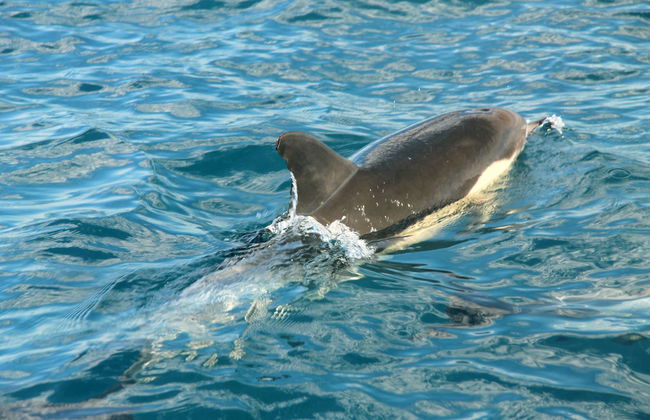 Dolphin Watching in Tavira - Photo 6