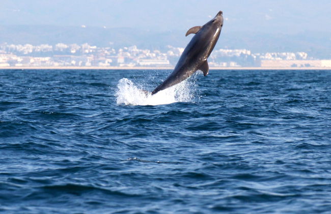 Dolphin Watching in Tavira - Photo 8