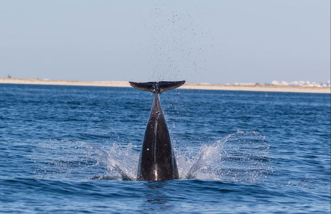 Dolphin Watching in Tavira - Photo 5